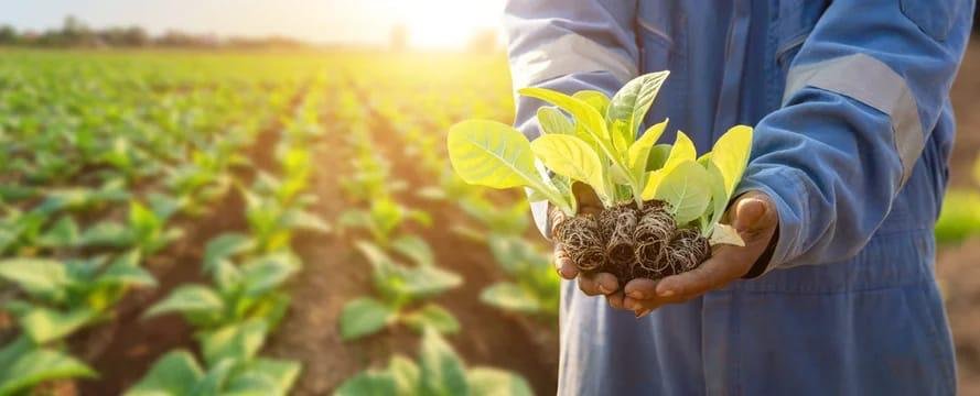Agriculture